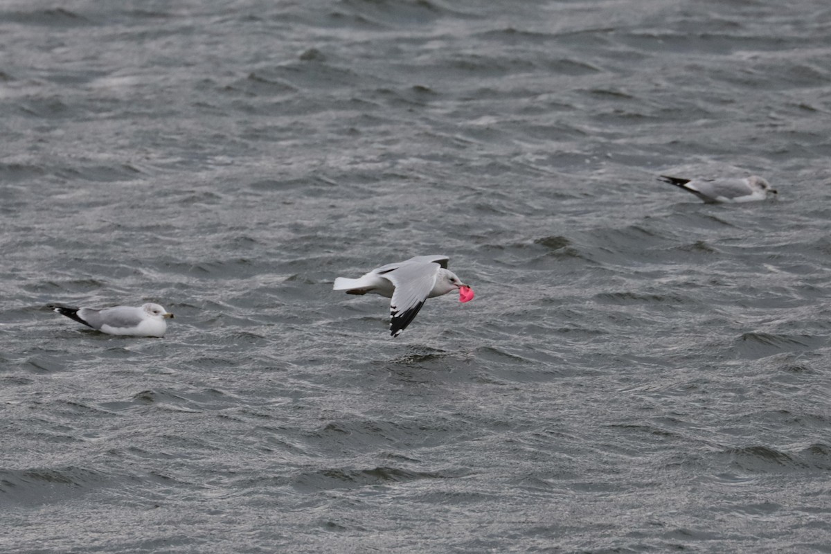 Мартин делаверський - ML646266489