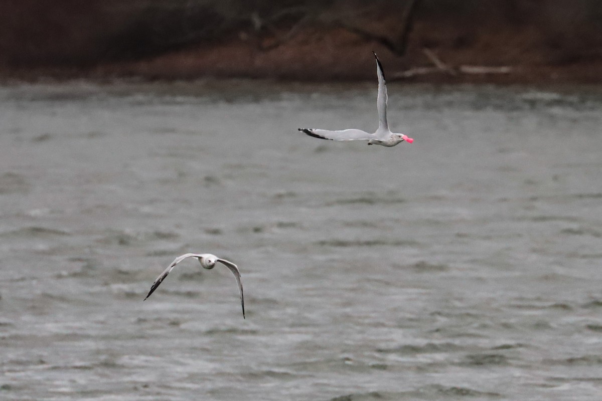 Мартин делаверський - ML646266490