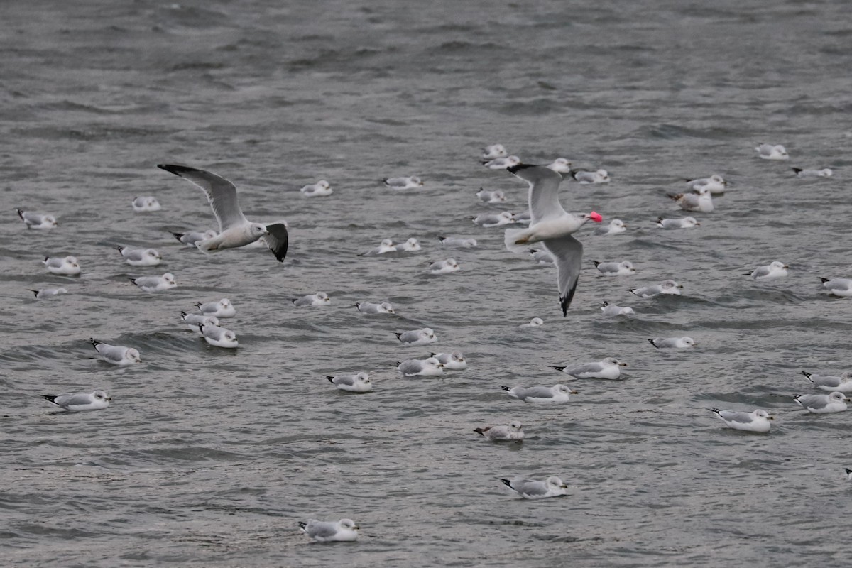 Мартин делаверський - ML646266491