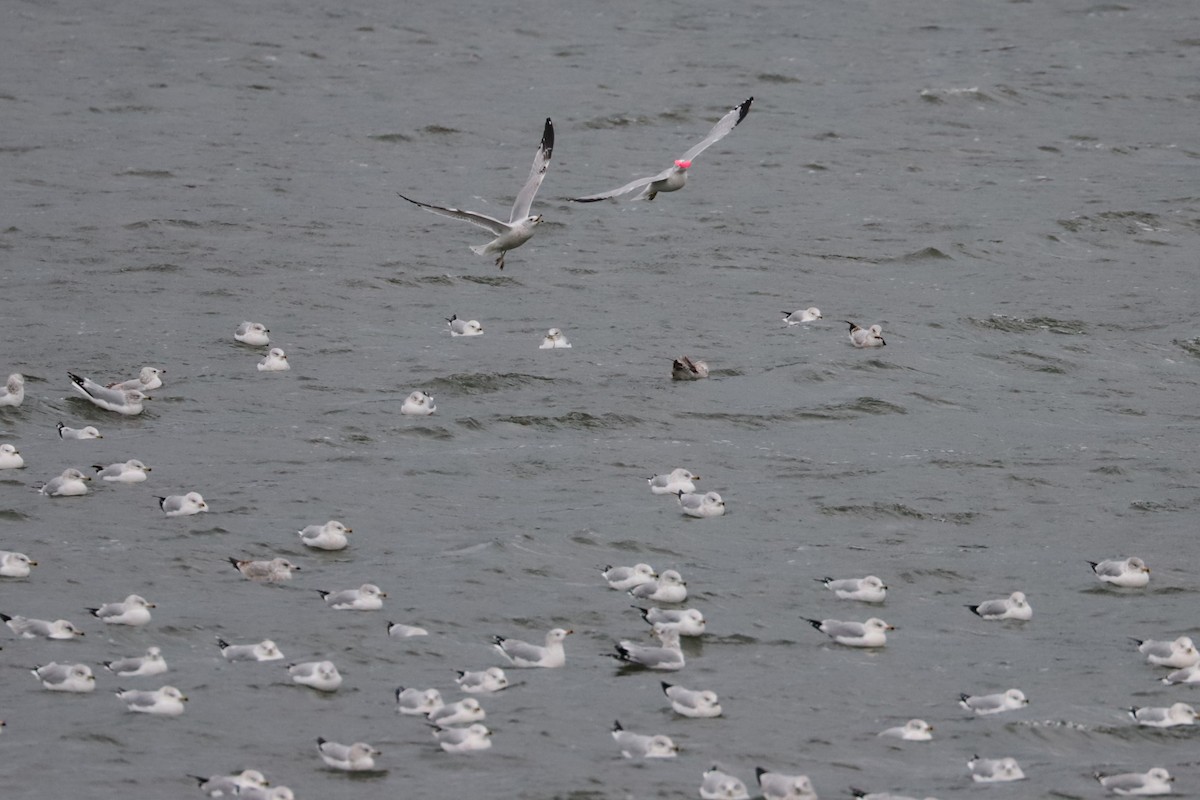 Мартин делаверський - ML646266492