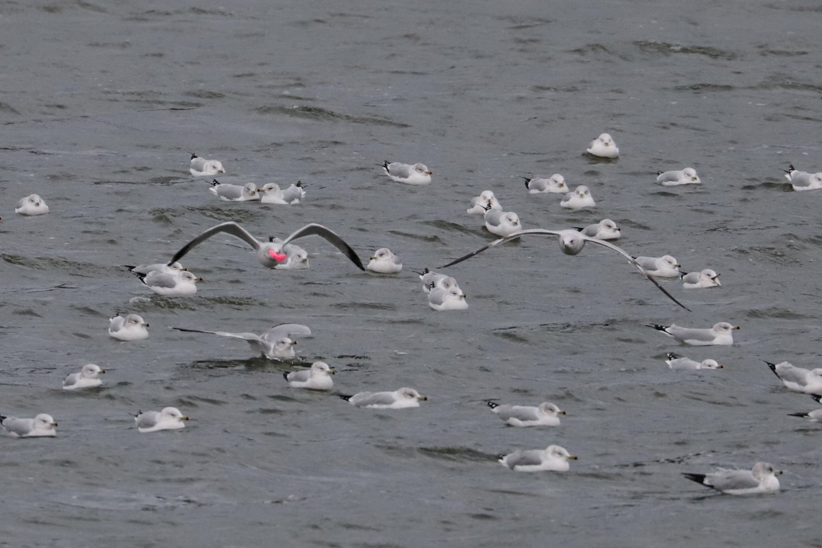 Мартин делаверський - ML646266493