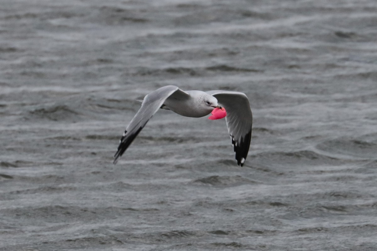 Мартин делаверський - ML646266494