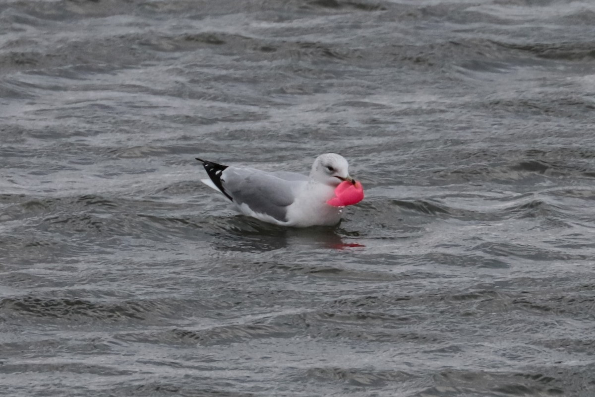 Мартин делаверський - ML646266495