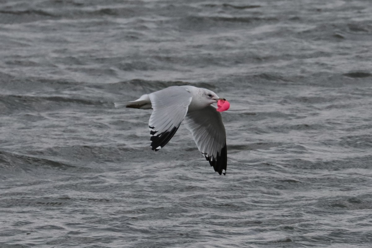 Мартин делаверський - ML646266496