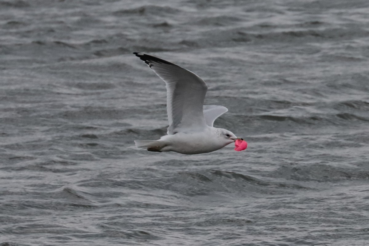 Мартин делаверський - ML646266497