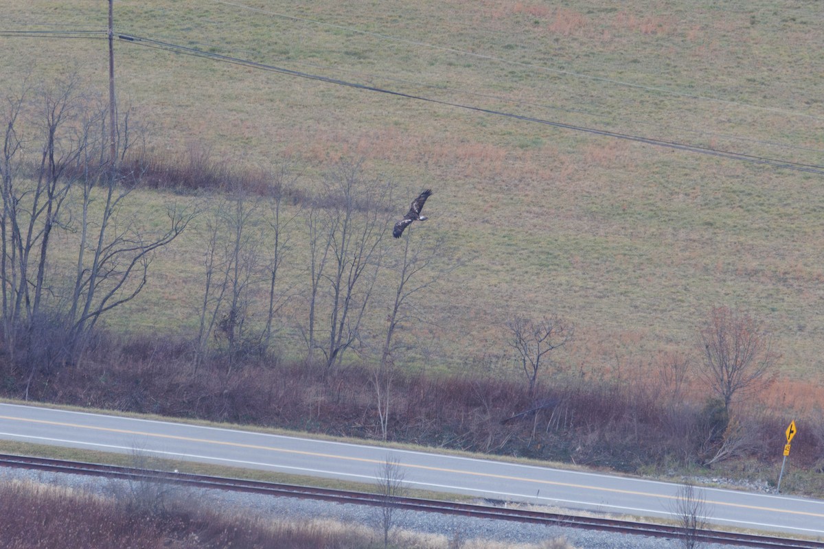 Golden Eagle - ML646266505