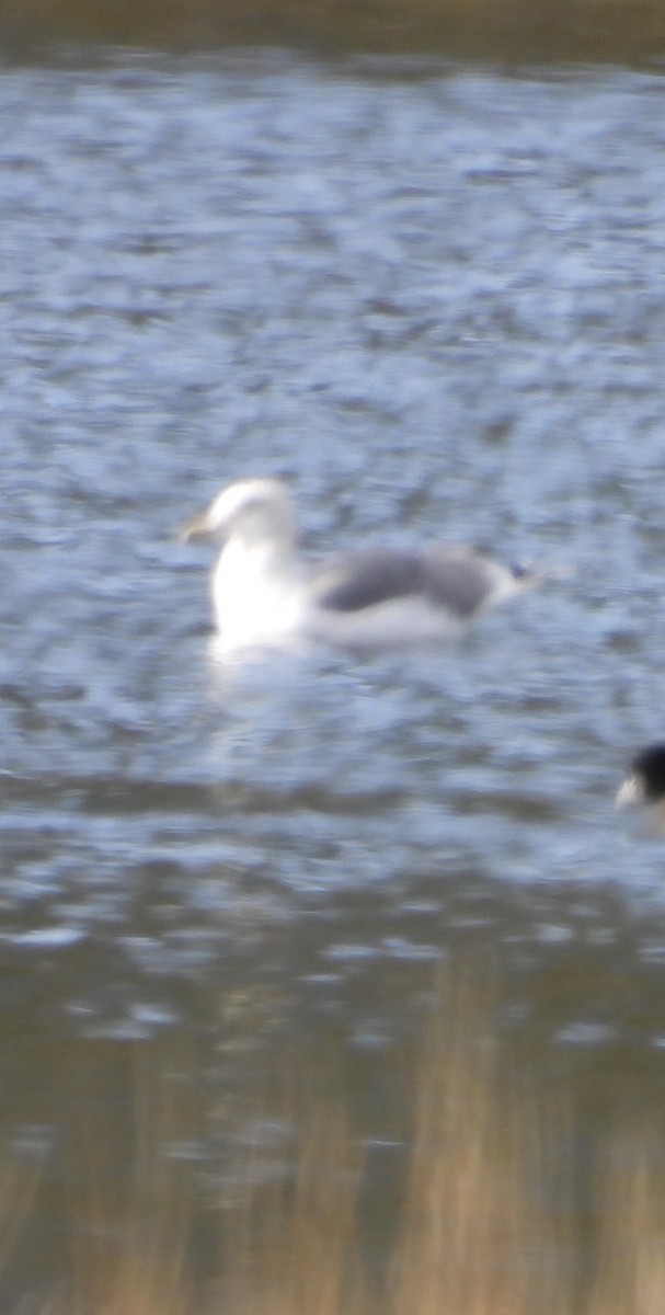 gull sp. - ML646266507