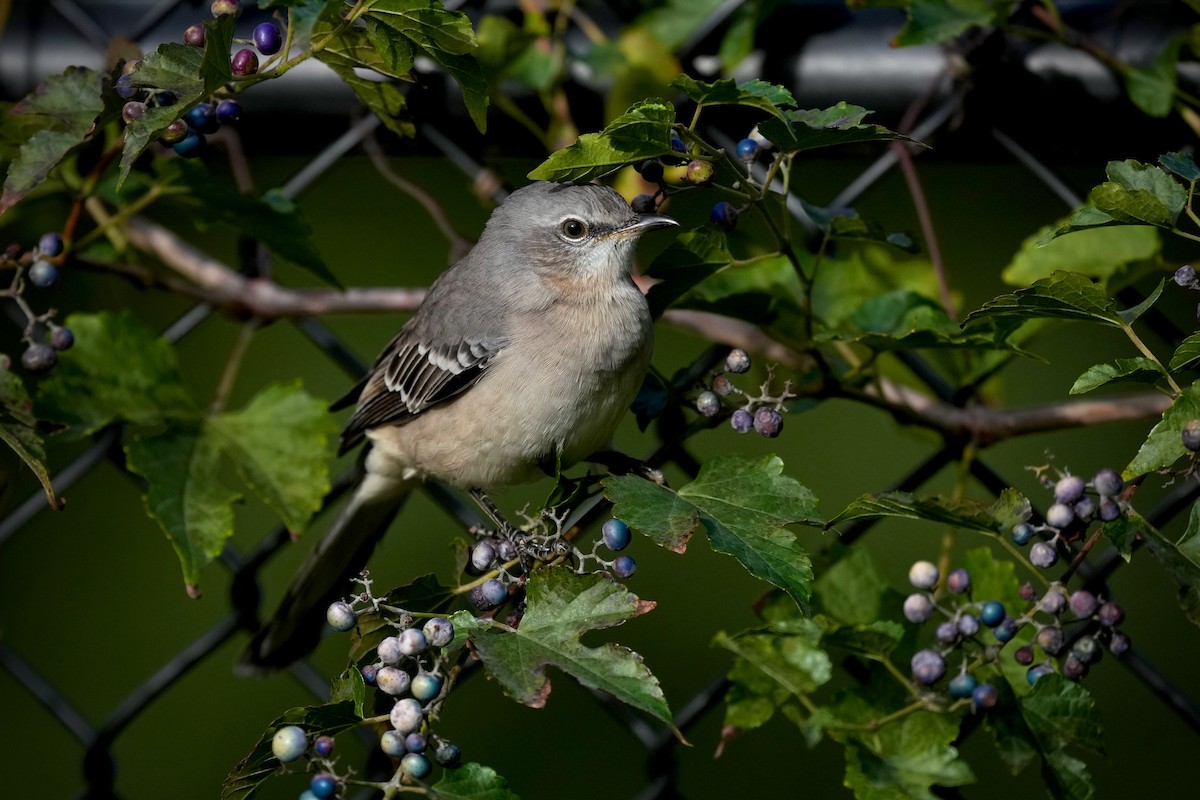 Пересмішник багатоголосий - ML646266512