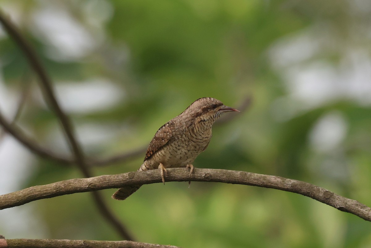 Eurasian Wryneck - ML646266514