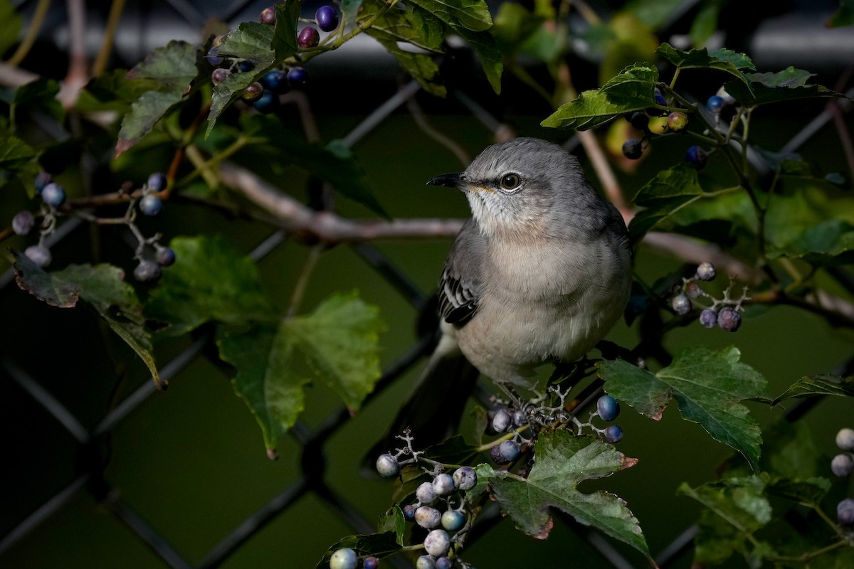 Пересмішник багатоголосий - ML646266516
