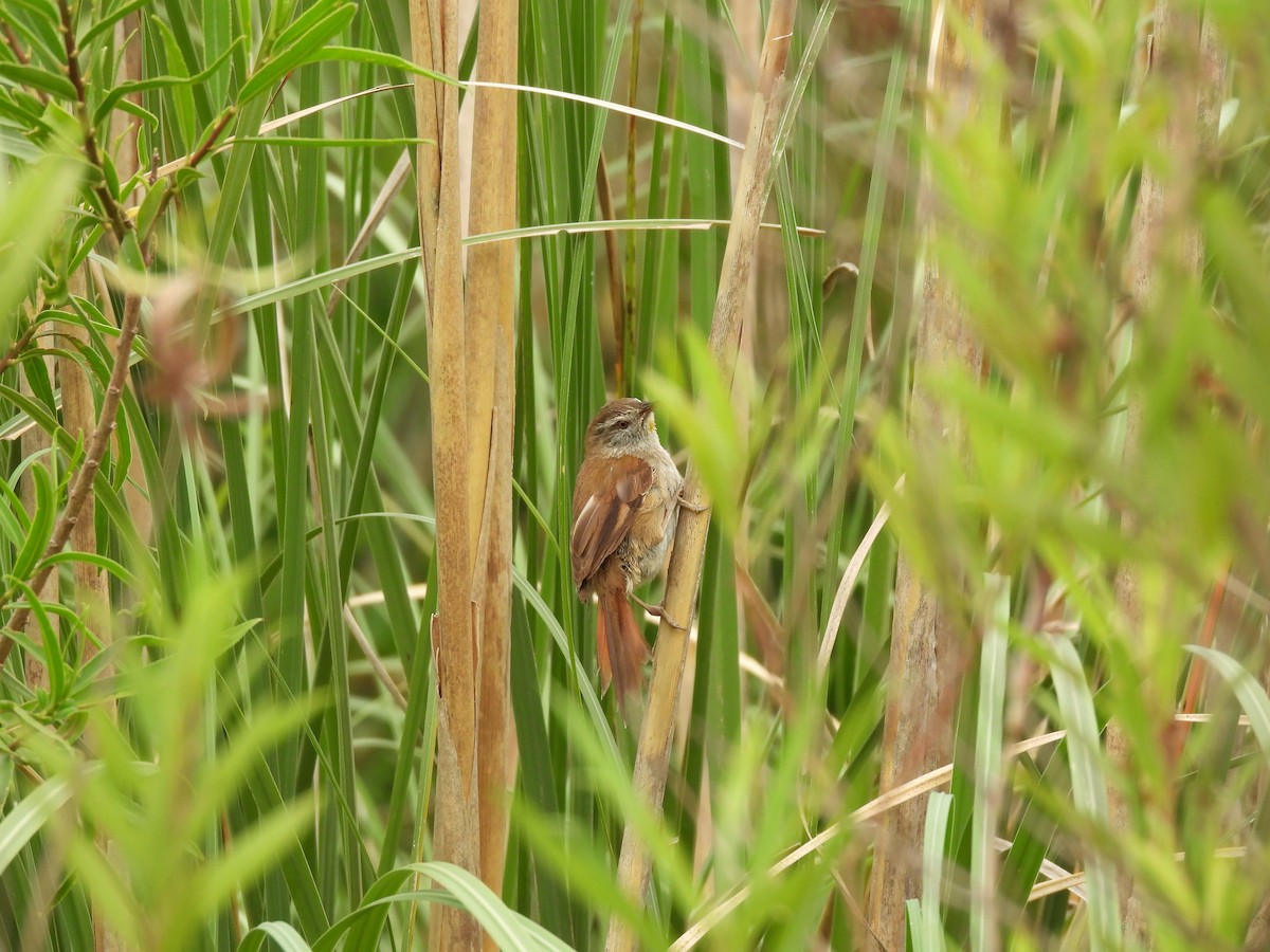 Sulphur-bearded Reedhaunter - ML646266524