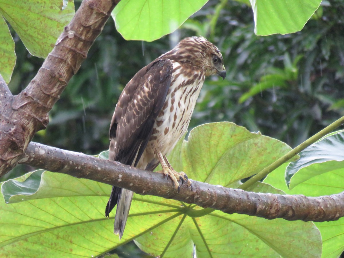 Broad-winged Hawk - ML646266527