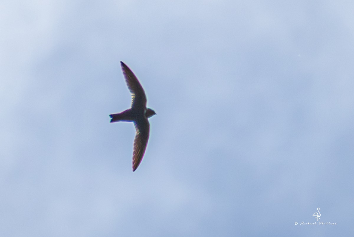 White-collared Swift - ML646266528