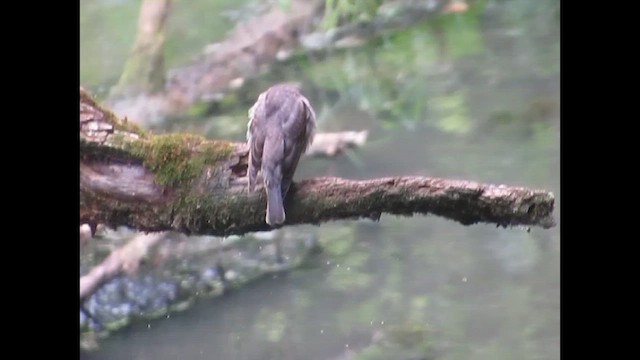 Смугастоволець білобровий - ML646266530