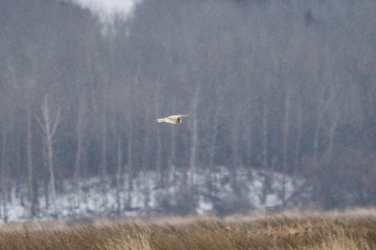 Búho Campestre (Norteño) - ML646266532