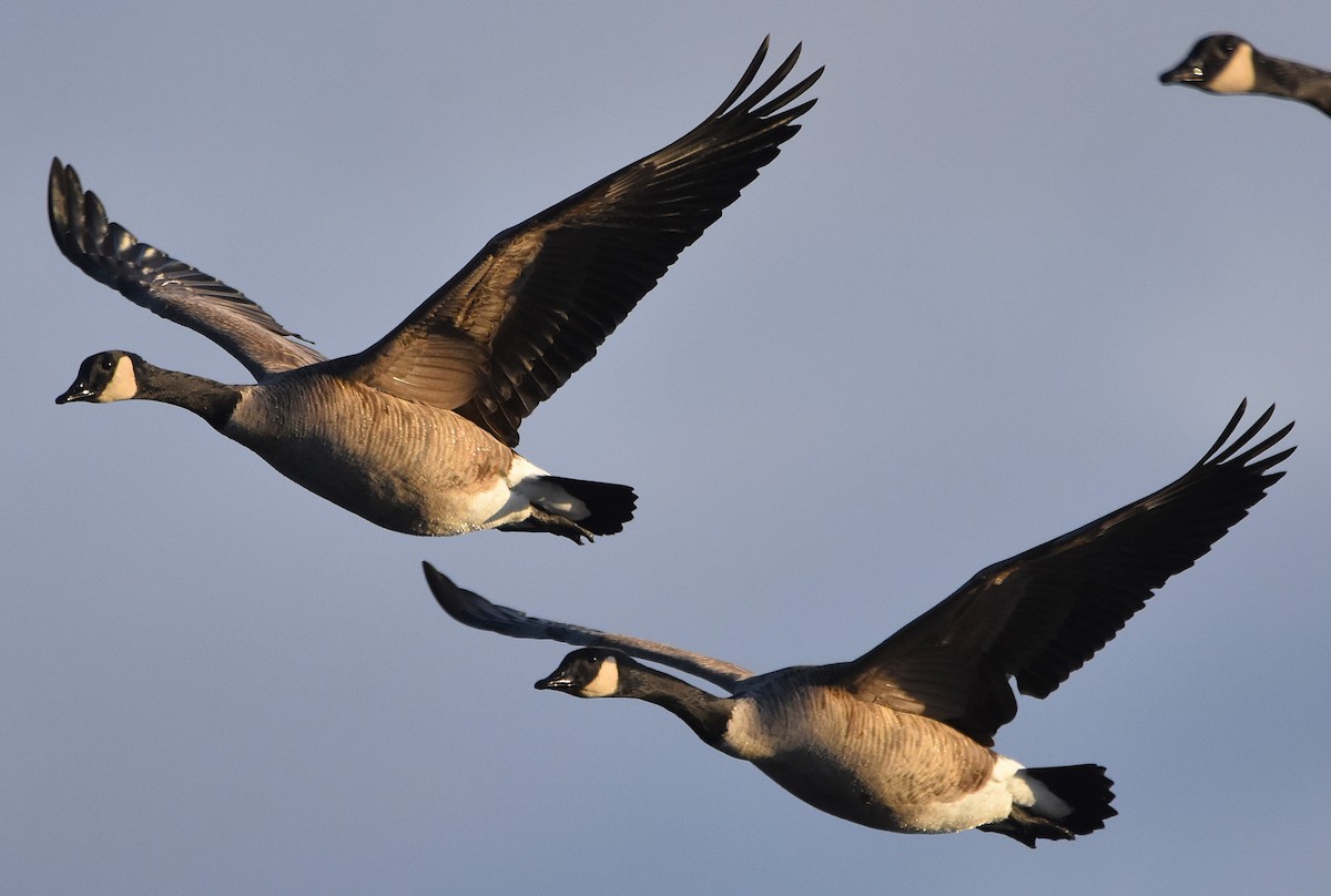 Oca canadese maggiore - ML646266533