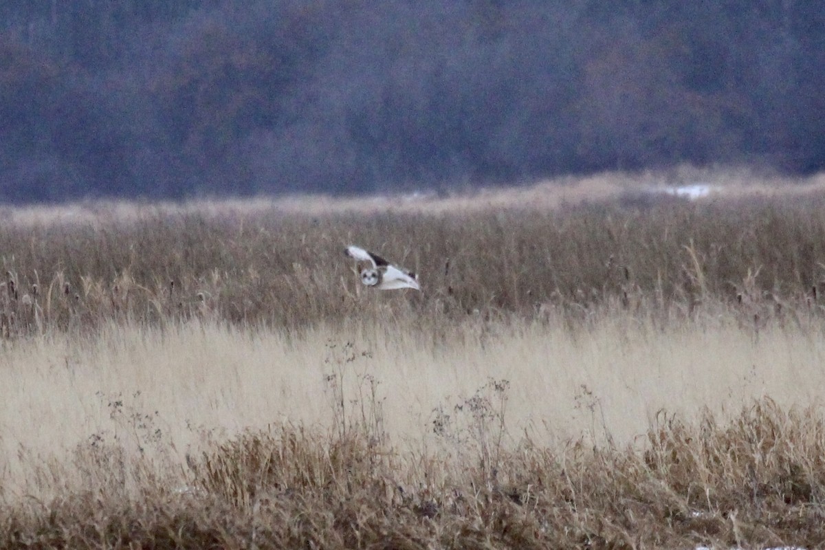 Búho Campestre (Norteño) - ML646266534