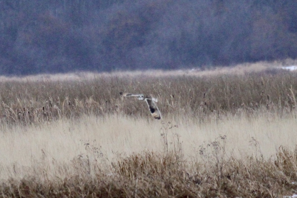 Búho Campestre (Norteño) - ML646266535
