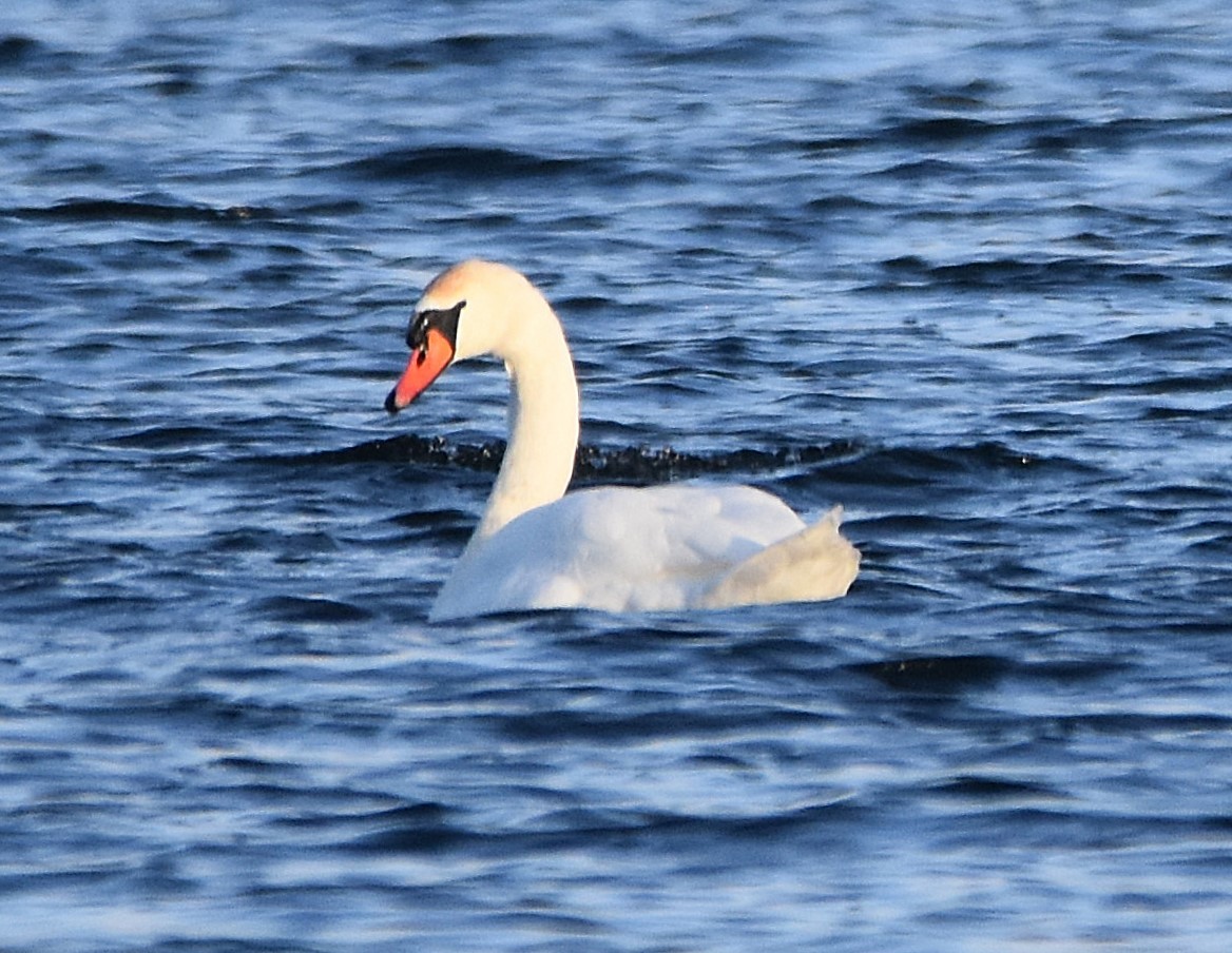 Mute Swan - ML646266539