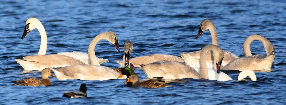 Trumpeter Swan - ML646266545