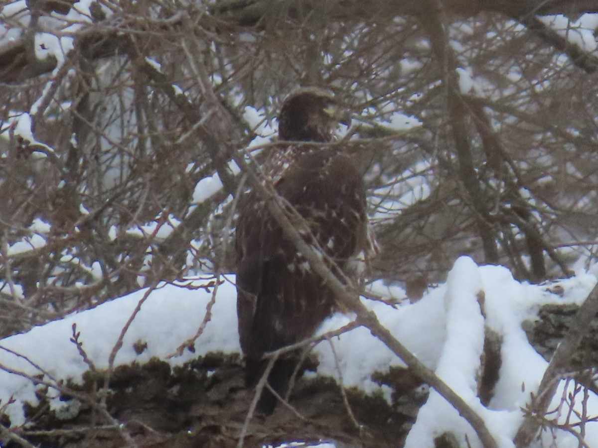 Bald Eagle - ML646266546