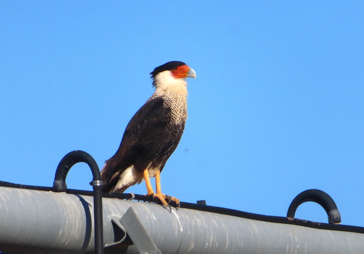 Crested Caracara - ML646266547