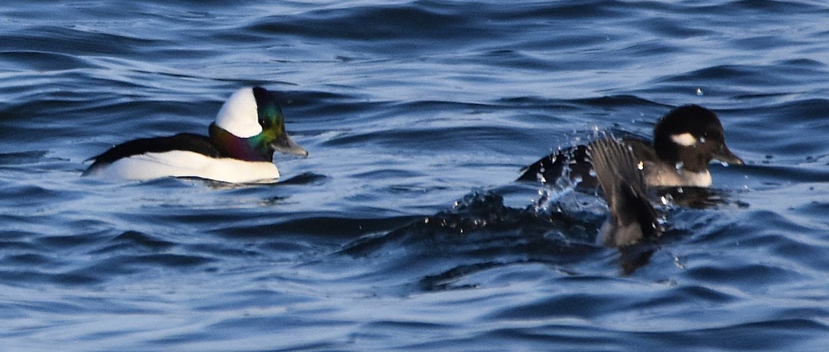 Bufflehead - ML646266548