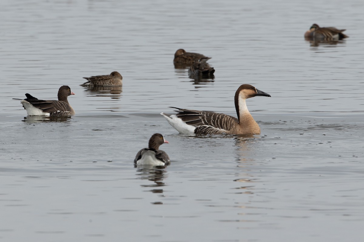 Çin Kazı - ML646266549