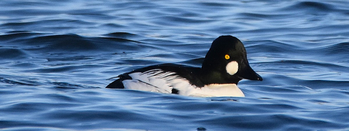 Common Goldeneye - ML646266551