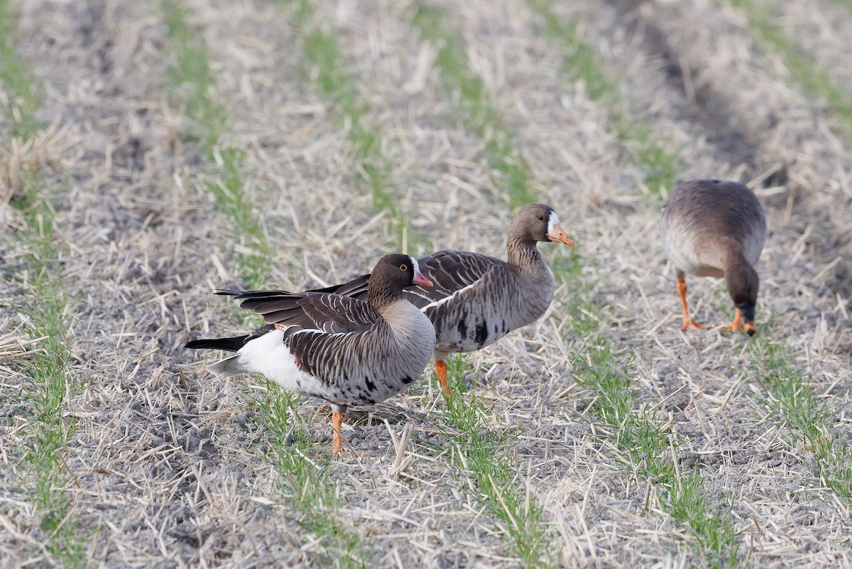 Küçük Sakarca - ML646266556