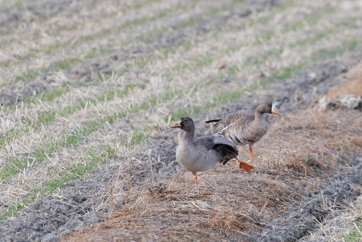 Oca lombardella - ML646266558