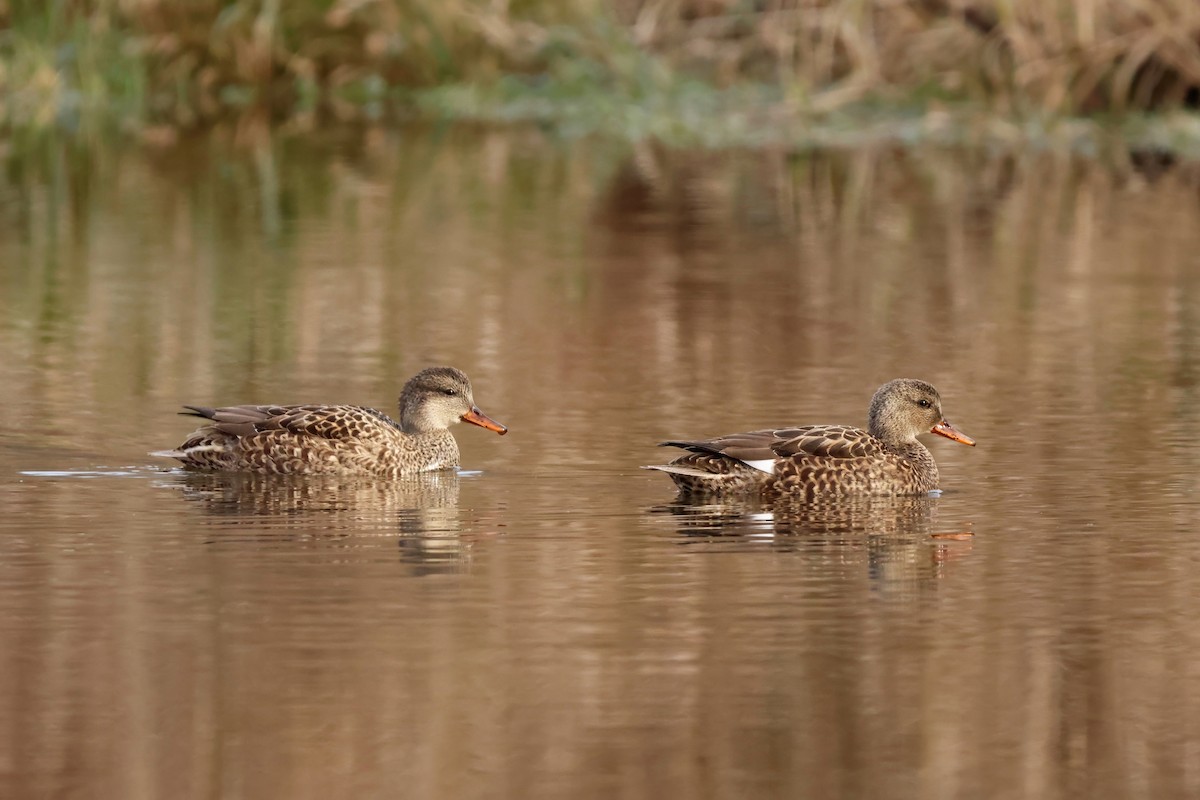 Boz Ördek - ML646266559