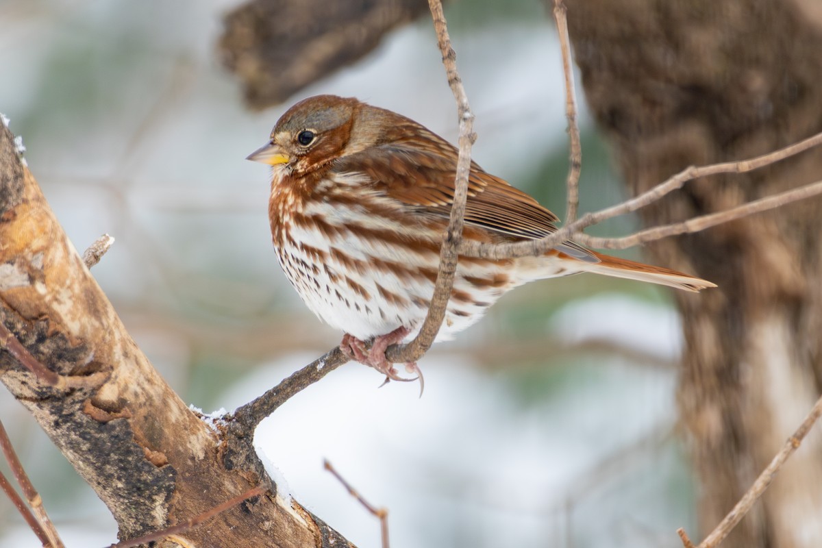 Fox Sparrow - ML646266564