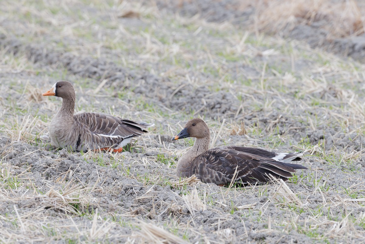 Oca granaiola della taiga - ML646266565
