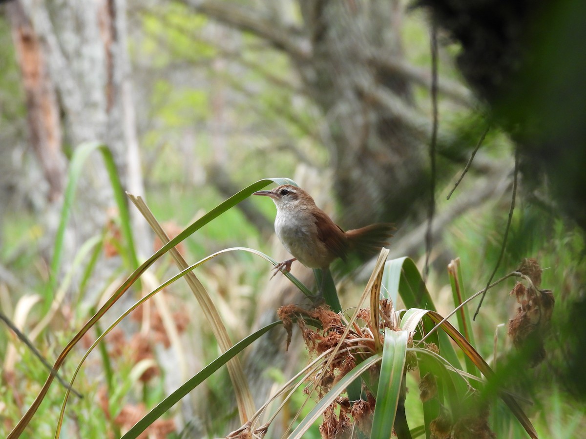 Curve-billed Reedhaunter - ML646266569