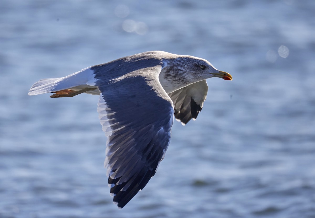 Gaviota Sombría - ML646266590