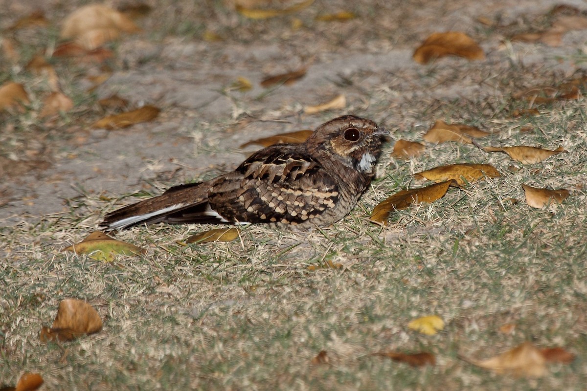 Пораке - ML646266591