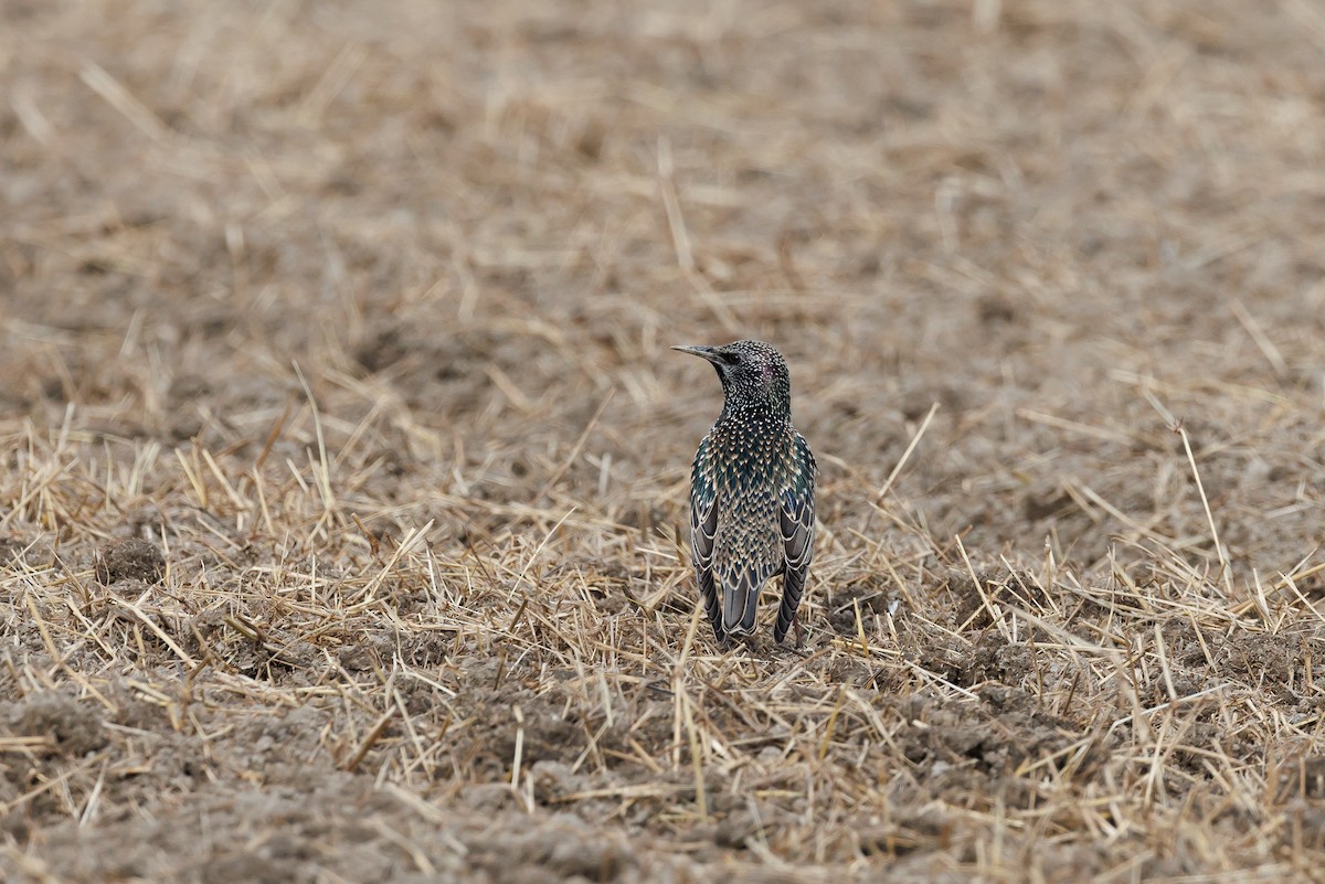 European Starling - ML646266593