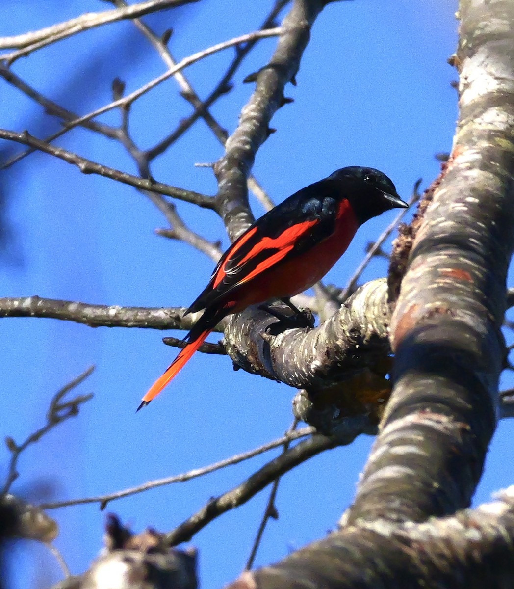 Long-tailed Minivet - ML646266594