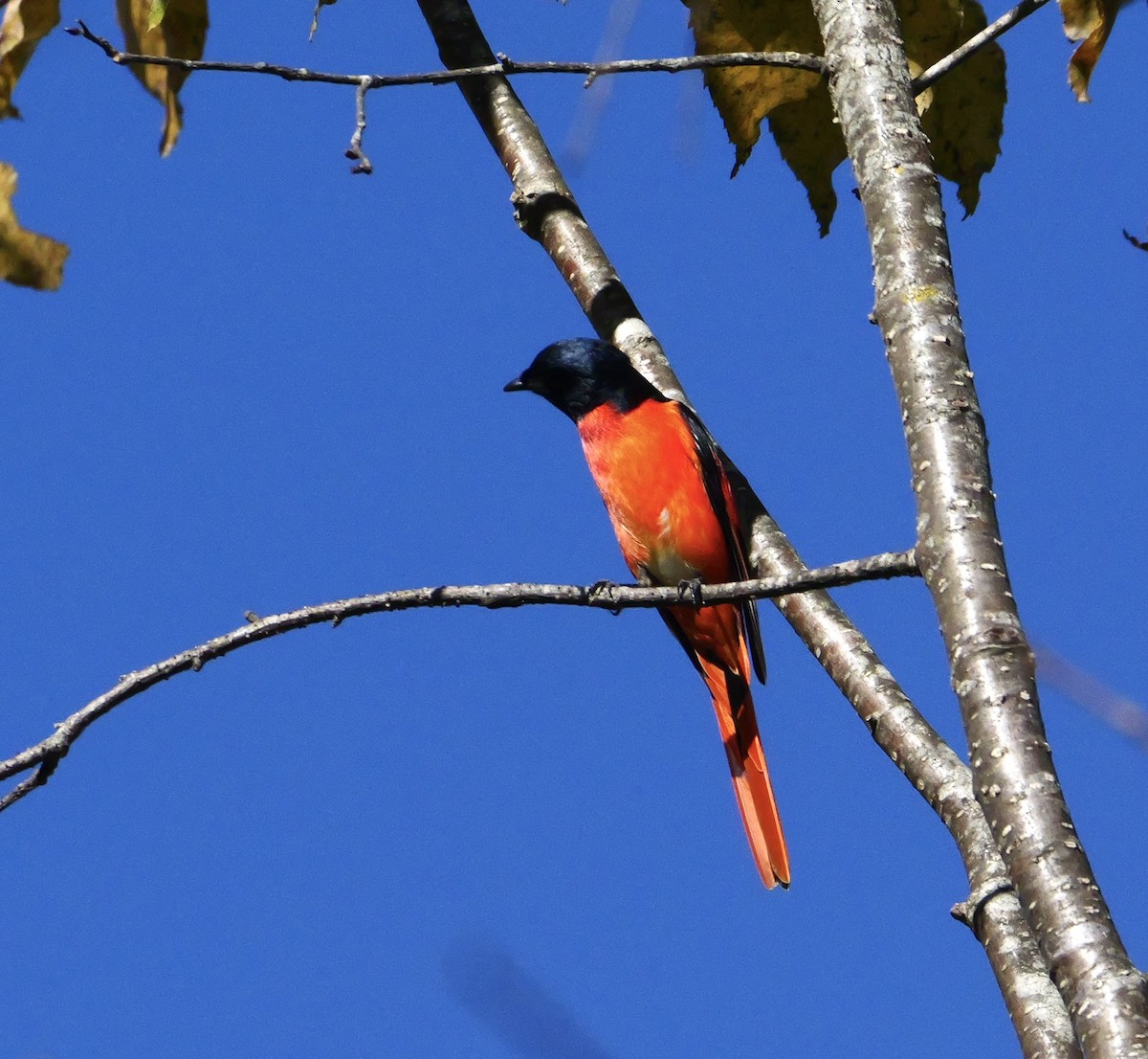 Long-tailed Minivet - ML646266595