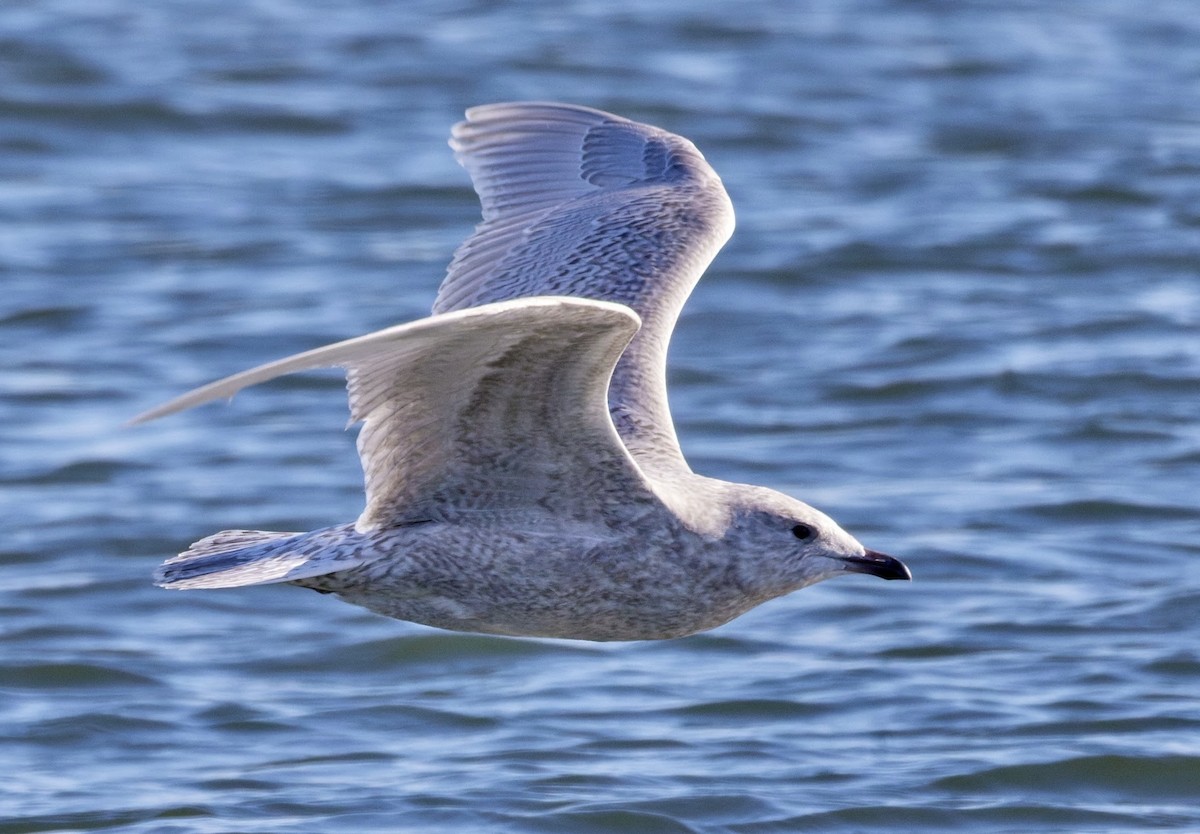 Iceland Gull - ML646266597