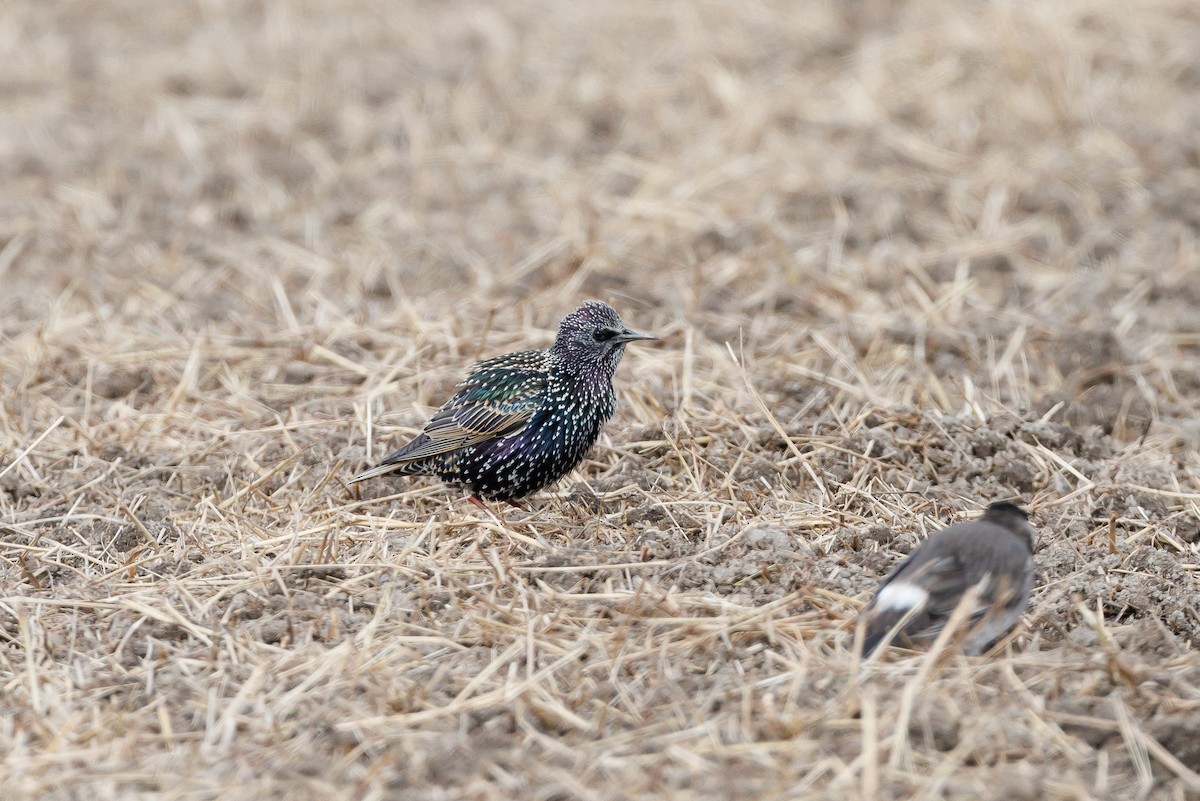 European Starling - ML646266599