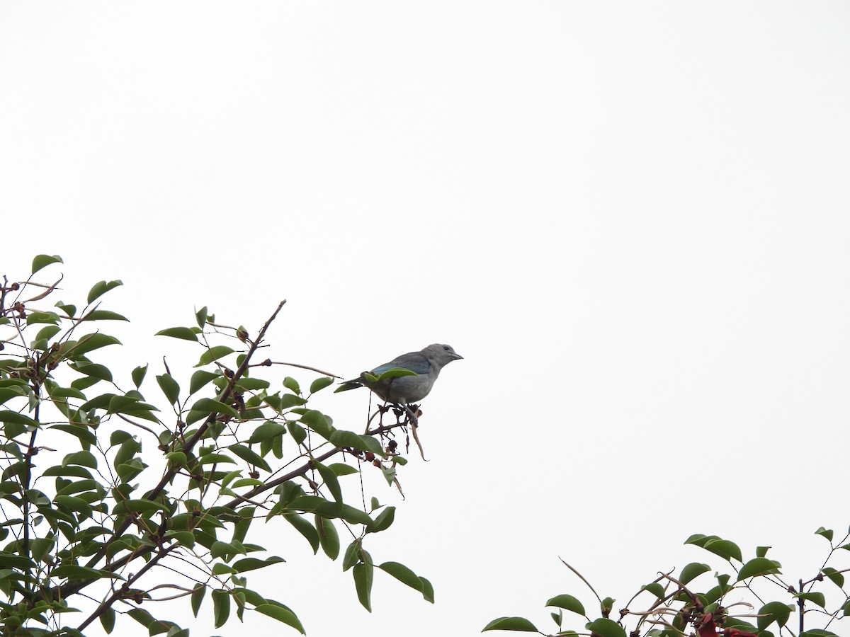 Sayaca Tanager - ML646266600