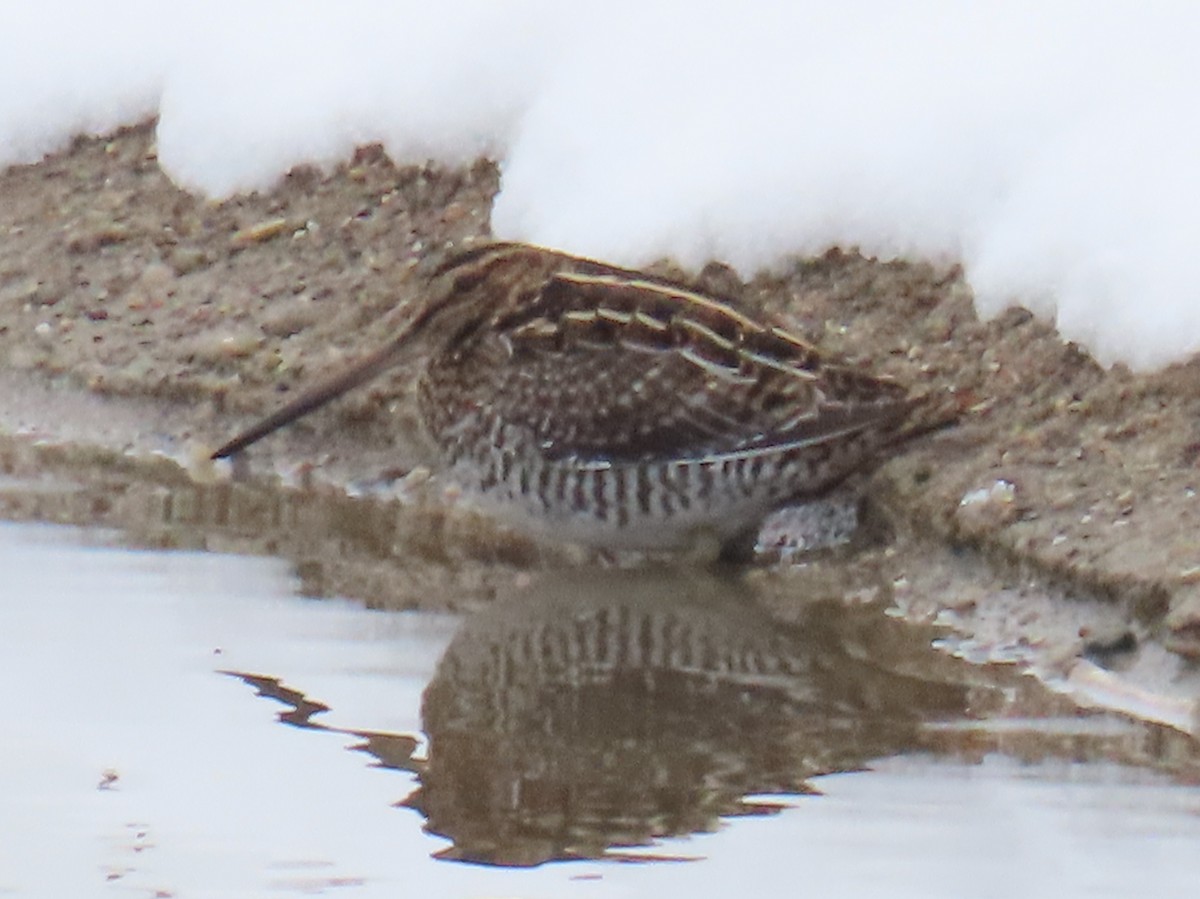 Wilson's Snipe - ML646266602