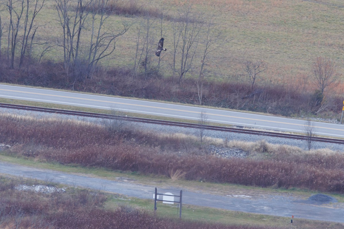 Golden Eagle - ML646266603