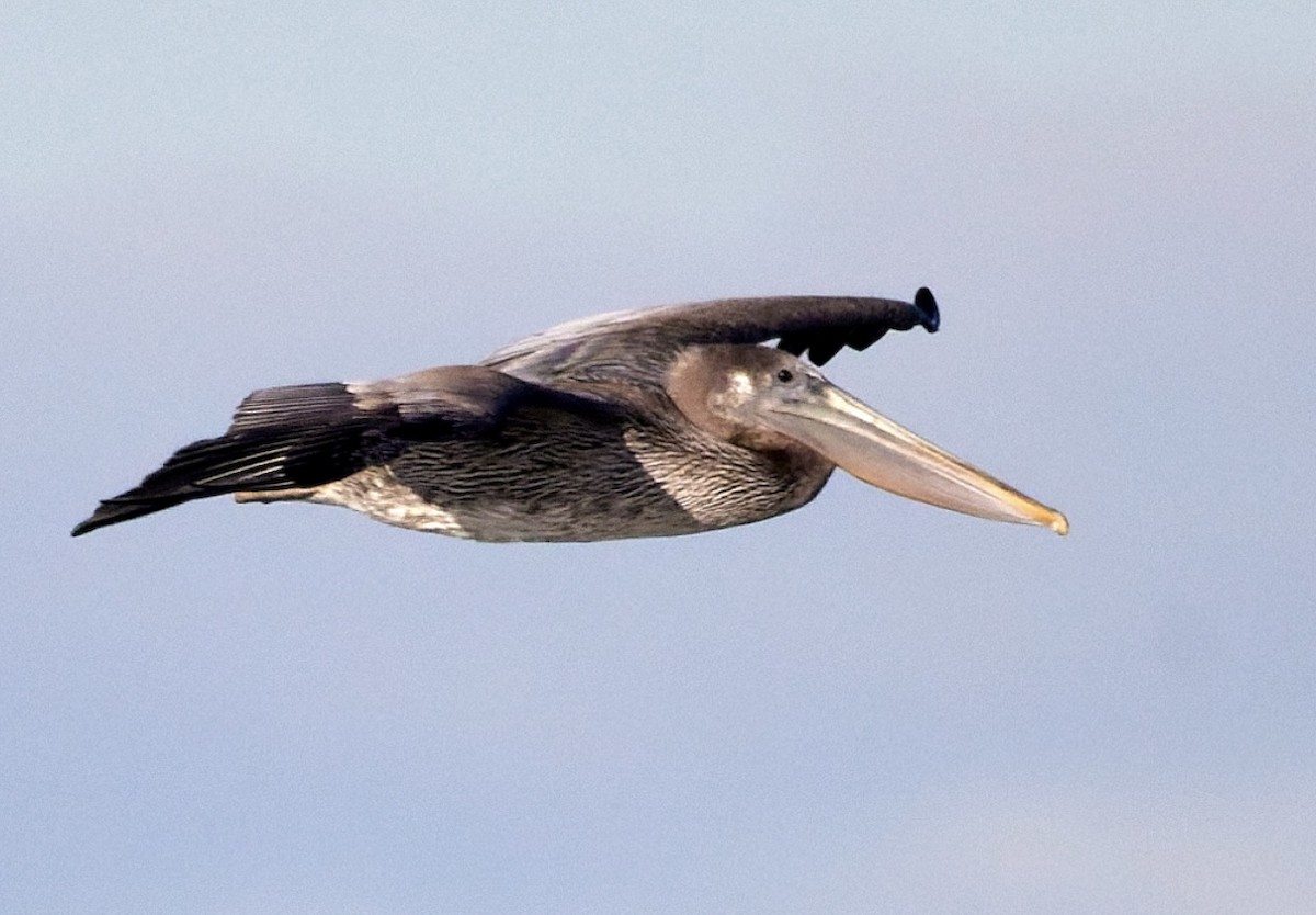 Brown Pelican - ML646266604