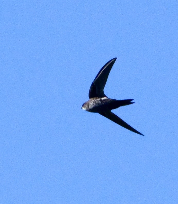 rorýs krasový - ML646266605