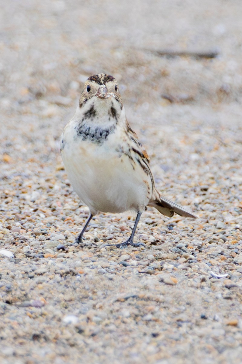 Lapland Longspur - ML646266609