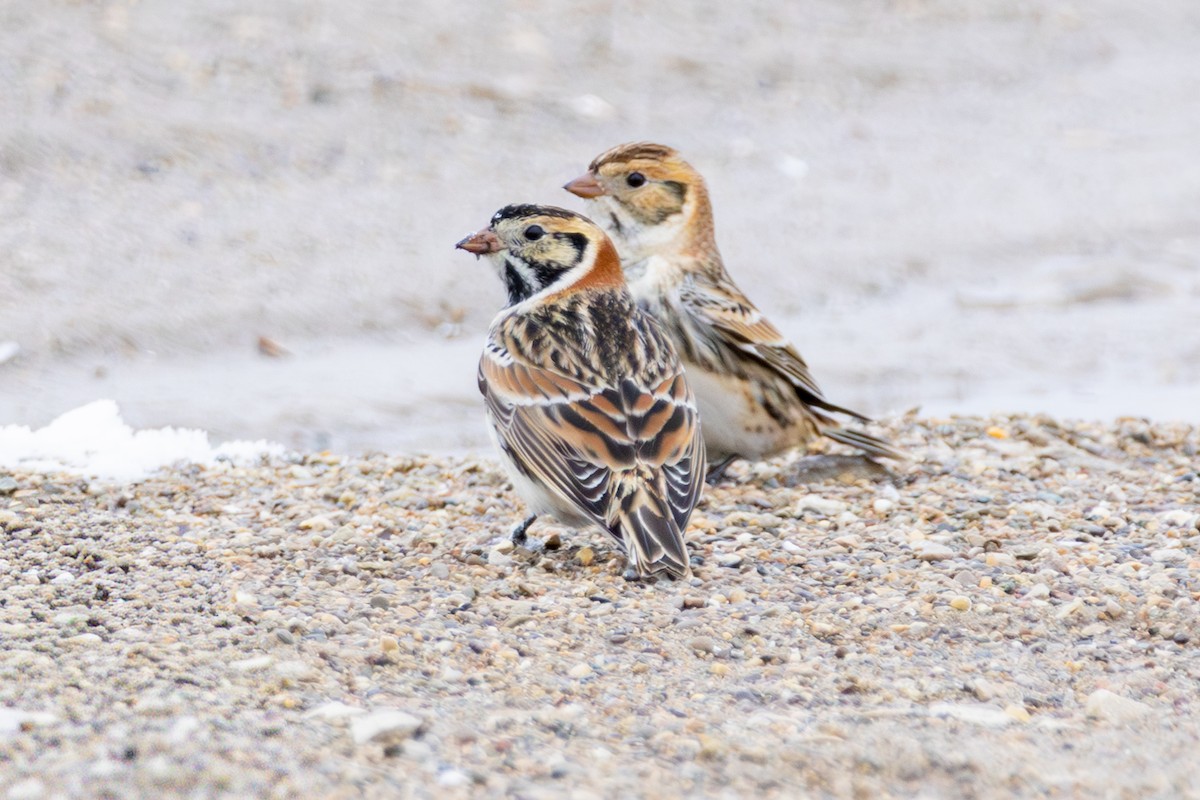 Lapland Longspur - ML646266610