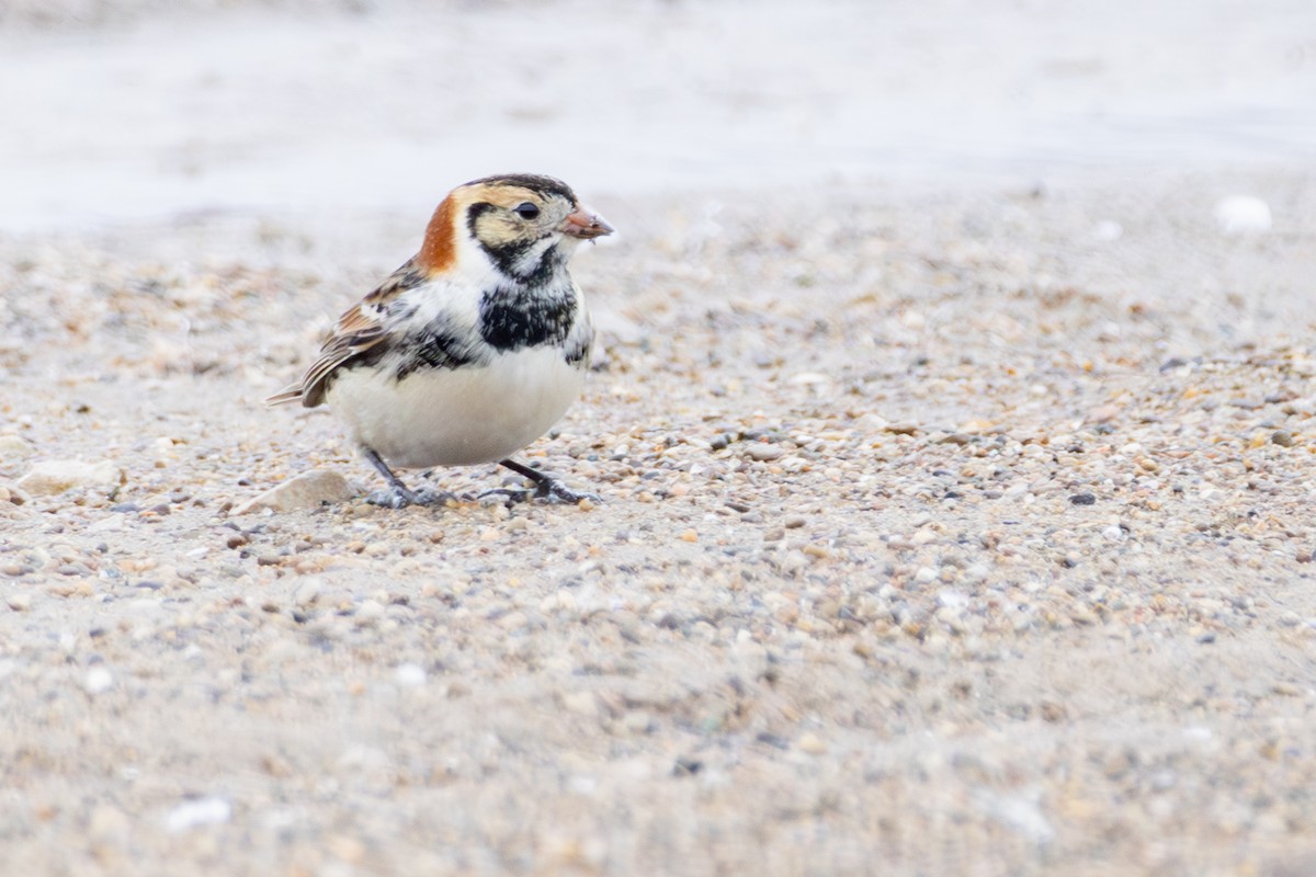 Lapland Longspur - ML646266611
